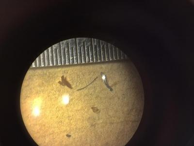 post-91409-0-66758300-1395881765_thumb.j