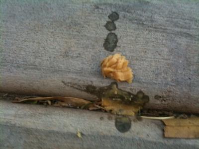 post-62596-0-39486000-1309230565_thumb.j