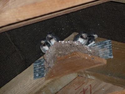 post-86549-0-26596300-1436564870_thumb.j