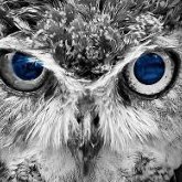 Azure Owl